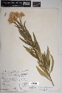 Baccharis salicifolia image