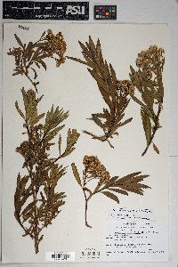 Baccharis salicifolia image