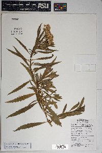 Baccharis salicifolia image