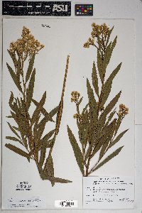 Baccharis salicifolia image