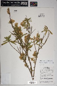 Baccharis salicifolia image