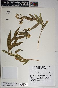 Baccharis salicifolia image