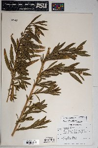 Baccharis salicifolia image