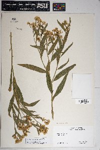 Baccharis salicifolia image