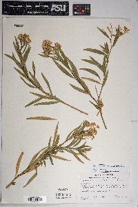 Baccharis salicifolia image