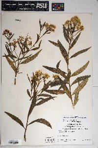 Baccharis salicifolia image