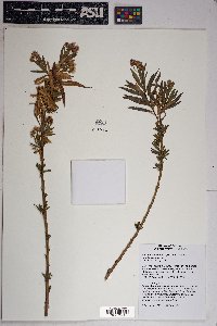 Baccharis salicifolia image