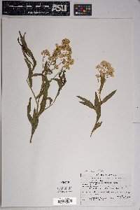 Baccharis salicifolia image