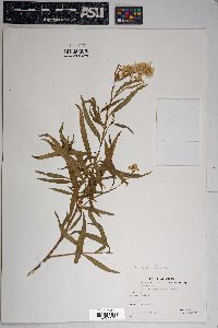 Baccharis salicifolia image