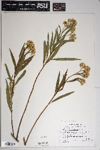 Baccharis salicifolia image