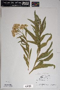 Baccharis salicifolia image