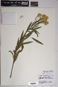 Baccharis salicifolia image