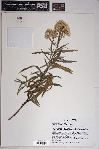 Baccharis salicifolia image