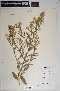 Baccharis salicina image