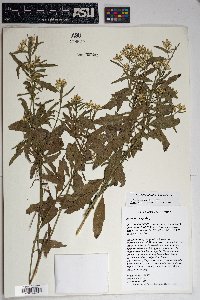 Baccharis salicina image