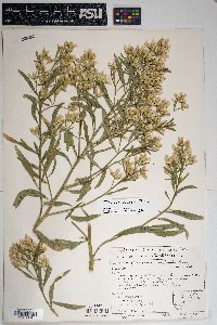 Baccharis salicina image