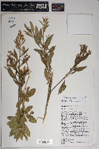 Baccharis salicina image