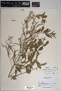 Baccharis salicina image