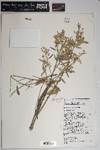 Baccharis salicina image