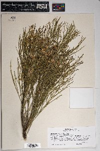 Baccharis sarothroides image