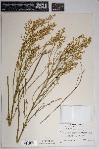 Baccharis sarothroides image