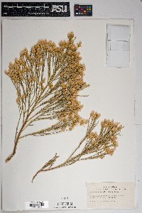 Baccharis sarothroides image