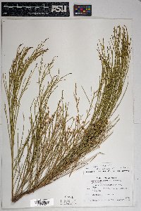 Baccharis sarothroides image