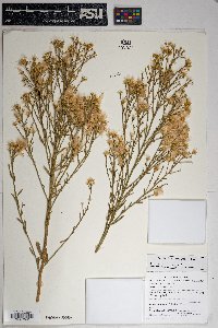 Baccharis sarothroides image