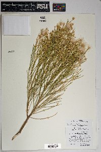 Baccharis sarothroides image