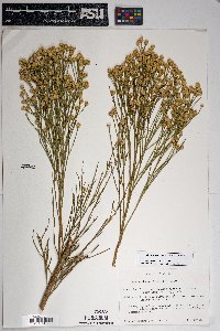 Baccharis sarothroides image