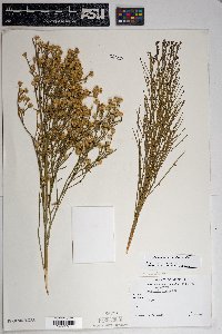 Baccharis sarothroides image