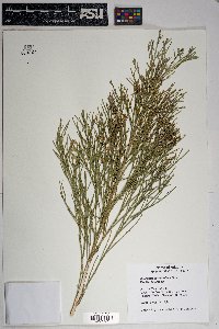 Baccharis sarothroides image