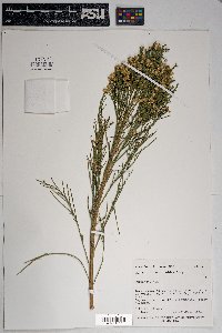 Baccharis sarothroides image