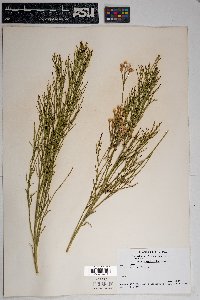 Baccharis sarothroides image