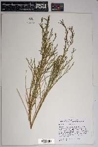 Baccharis sarothroides image