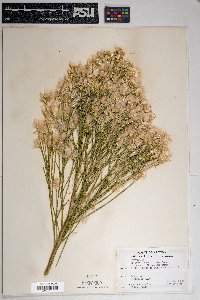 Baccharis sarothroides image