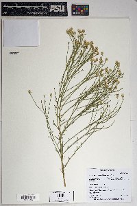 Baccharis sarothroides image