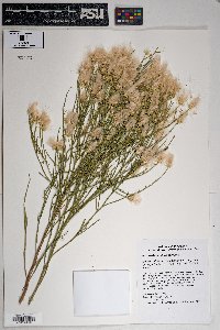 Baccharis sarothroides image