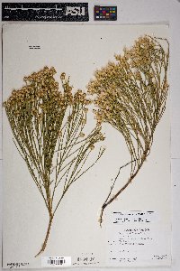 Baccharis sarothroides image