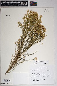 Baccharis sarothroides image