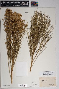 Baccharis sarothroides image