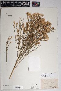 Baccharis sarothroides image