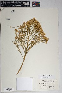 Baccharis sarothroides image