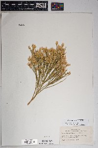 Baccharis sarothroides image