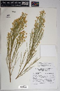 Baccharis sarothroides image