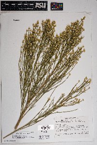 Baccharis sarothroides image