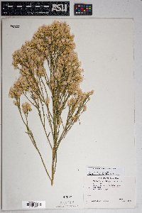 Baccharis sarothroides image