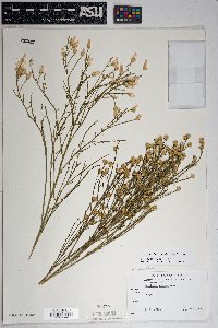 Baccharis sarothroides image