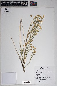 Baccharis sarothroides image