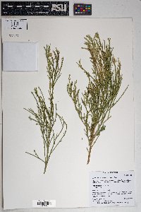 Baccharis sarothroides image